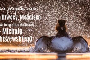 Wystawa fotografii przyrodniczej „Ptasia perspektywa: Dolina Drwęcy, Mościska”