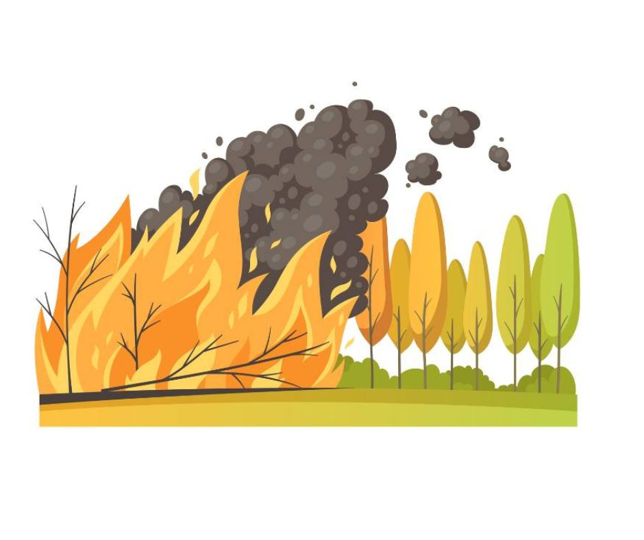 Spotkania z bezpieczeństwem: Płuca Ziemi i dom dla zwierząt. Jak zapobiegać pożarom lasów?