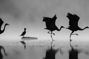 Pokonkursowa wystawa fotograficzna XV Międzynarodowego Festiwalu sztuk Wizualnych Inspirowanych Naturą – „Natura – Naturalnie!”