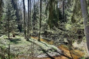 Kultura na świeżym. Wyprawy kobiece vol. 17: Kotomierzanka