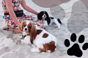 Dogoterapia