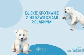 Bliskie spotkanie z niedźwiedziami polarnymi