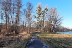 Mała kultura na świeżym vol.13: Park Centralny – Brdyujście