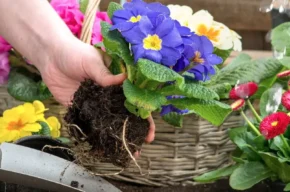 PIKNIK OGRODNICZY – 27.04.2024 – godz. 11 – 15