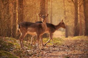 Kto mieszka w lesie? – warsztaty plastyczne