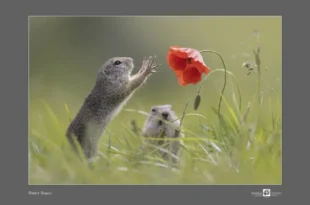 Polska fotografia przyrody w ujęciu historycznym | Sztuka fotografii | wykład