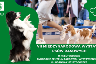 Międzynarodowa Wystawa Psów Rasowych