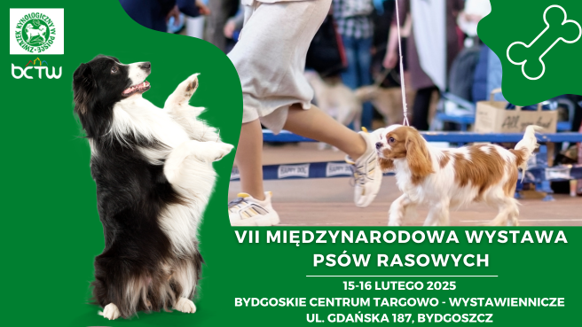 Międzynarodowa Wystawa Psów Rasowych