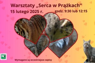 Walentynki + Dzień Kota = WSPÓLNE ŚWIĘTOWANIE!