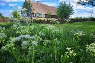 Olenderskie spotkania: Czerwiec w ogrodzie