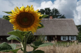 Gawędzą o filozofii i olendrach