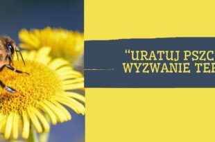 Uratuj pszczołę – terenowe wyzwanie