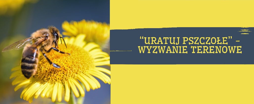 Uratuj pszczołę – terenowe wyzwanie