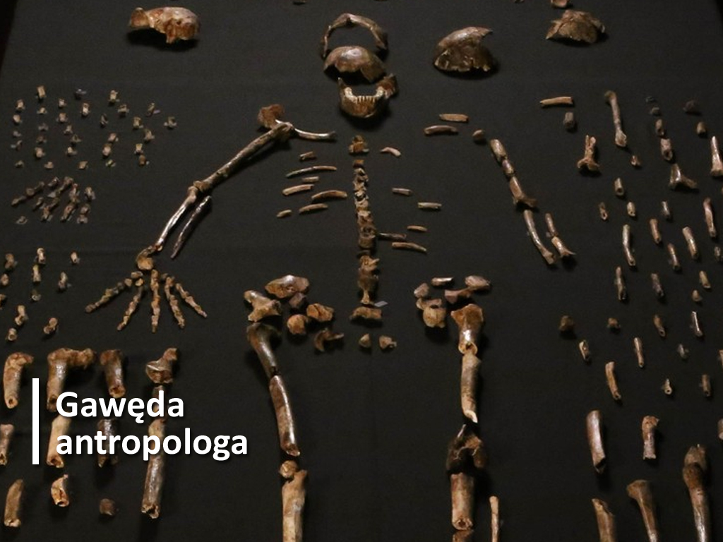 „Szczątki ludzkie jako źródło wiedzy o życiu i śmierci w dawnych czasach.