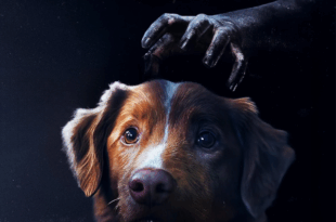 Good Boy
