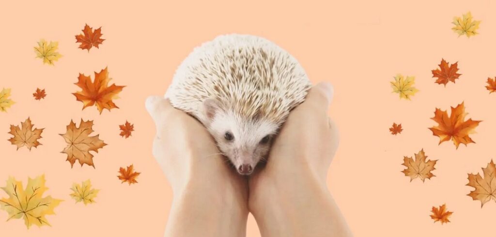 Kolczasty bohater jesieni