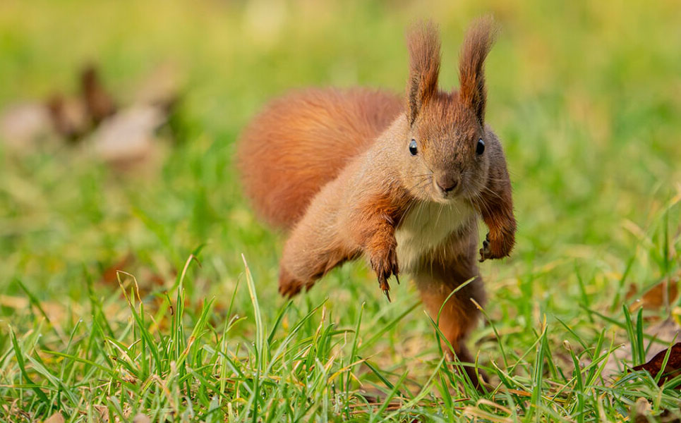 „Opowieść o Zielonych Miastach” XVIII Międzynarodowy Festiwal Sztuk Wizualnych Inspirowanych Naturą „Sztuka Natury”