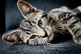 Mini opera: KOTY i spotkała się Gawryłkiewicz z Dyngoszami