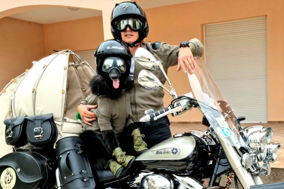 Cztery łapy na dwóch kołach