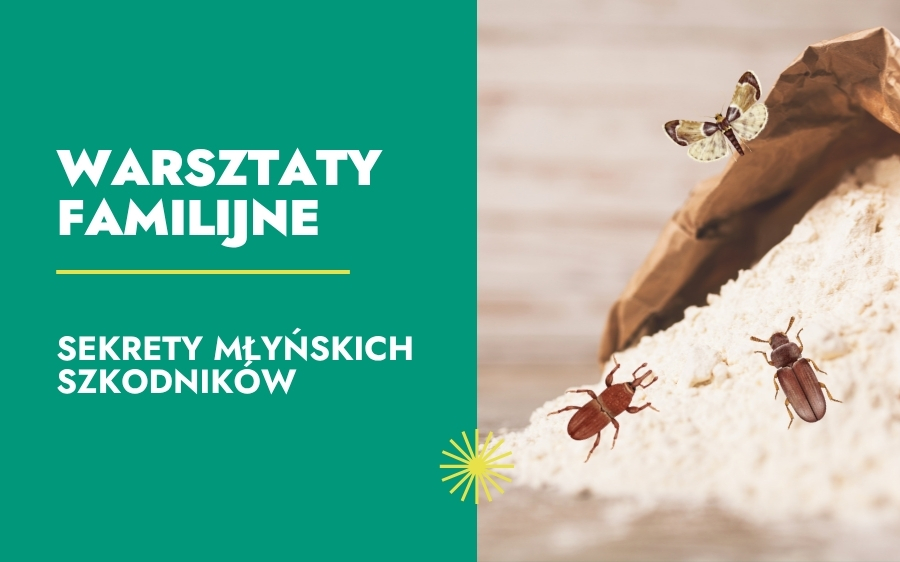 Sekrety młyńskich szkodników – warsztaty familijne (dzieci 8-12 lat)