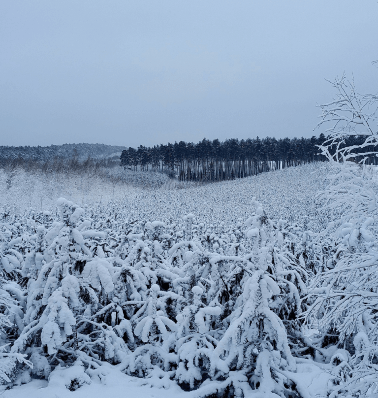 Kultura na świeżym, wyprawy kobiece, vol. 39: Korona Puszczy Bydgoskiej – last dance!