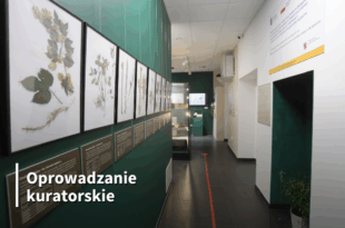 Oprowadzanie kuratorskie po wystawie „Herbaria. Utrwalona historia roślin”