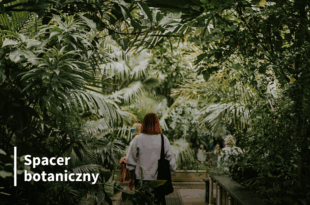 Spacer botaniczny „Zielnik na żywo. Rośliny jadalne, lecznicze i użytkowe we florze Polski”