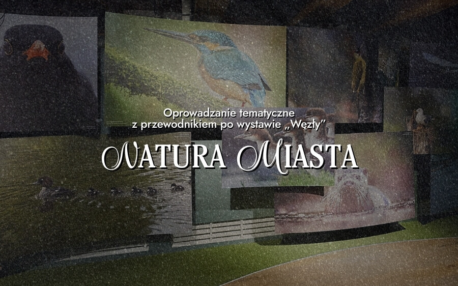 Oprowadzanie tematyczne z przewodnikiem po wystawie „Węzły” – Natura miasta