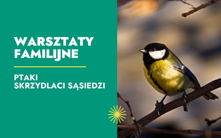 Ptaki – skrzydlaci sąsiedzi