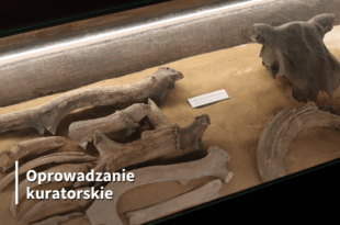 Oprowadzanie kuratorskie po wystawie „Na pograniczu Wielkopolski i Pomorza..”