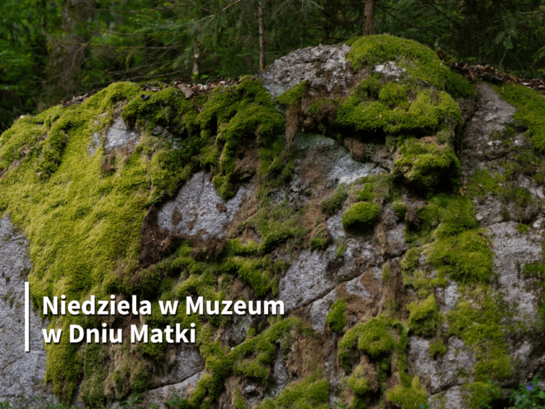 Niedziela w Muzeum z okazji Dnia Matki: Leśne opowieści – obrazy z mchu