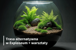 Trasa alternatywna „Las w słoiku”