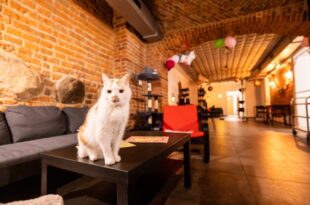 Mindfulness z otwartą książką:  Przyjaciel zwierz