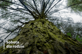 Drzewa w kosmetyce i symbolice słowiańskiej