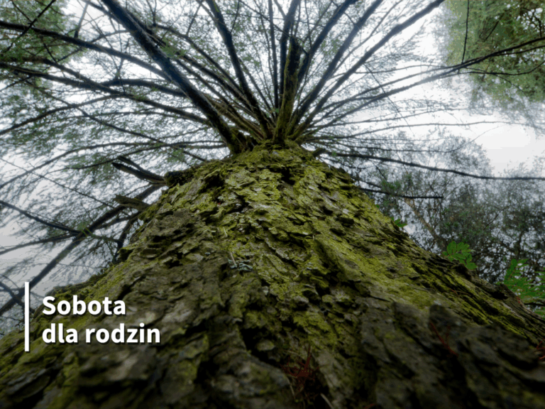 Drzewa w kosmetyce i symbolice słowiańskiej